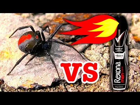 Il deodorante può uccidere i ragni?