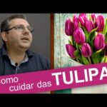 Prezzo rosso tulipani