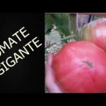 Piante da pomodoro gigante