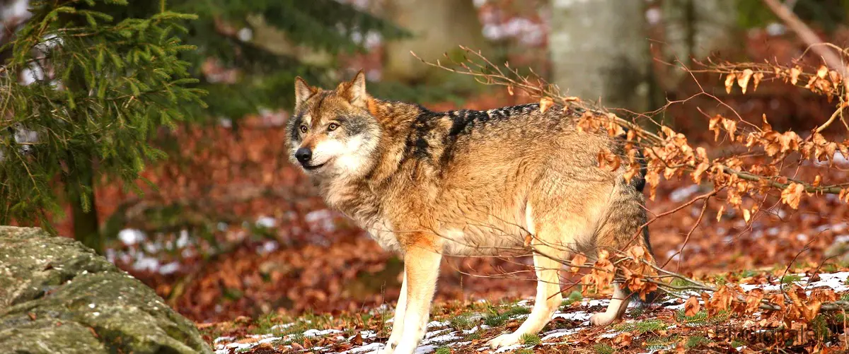 "Il patto dei lupi: disponibile su Amazon Prime Video"