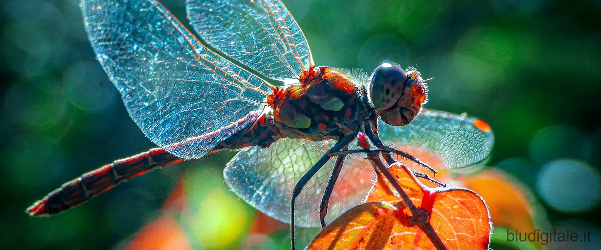 Il segno della libellula: dove vederlo e come finisce Dragonfly