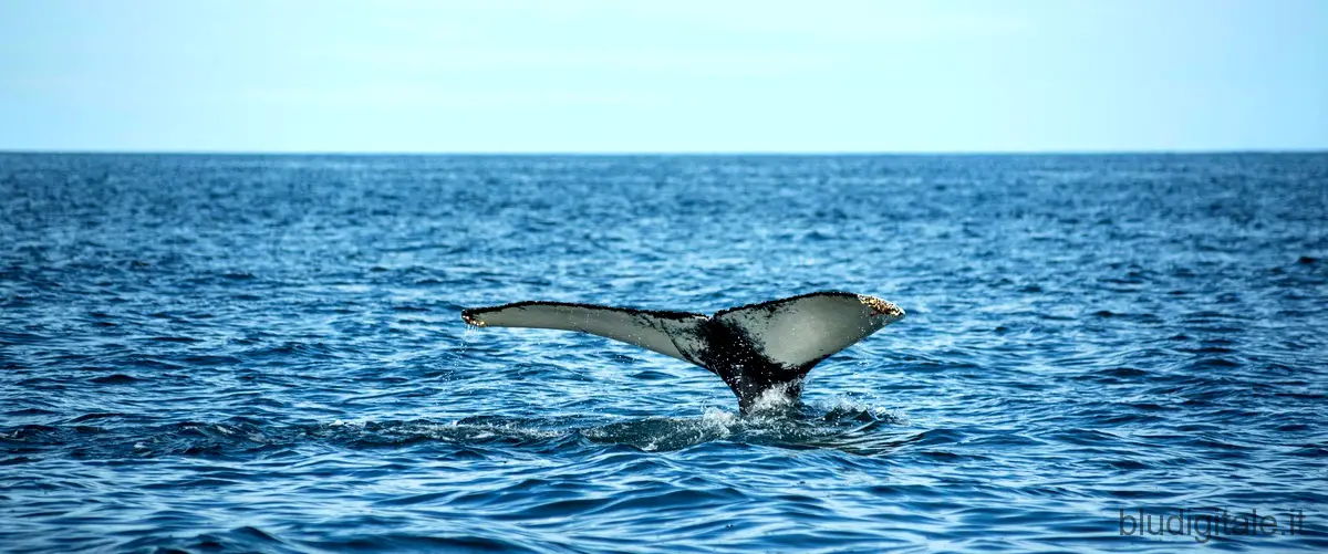 Jona che visse nella balena: il capolavoro cinematografico disponibile su Netflix