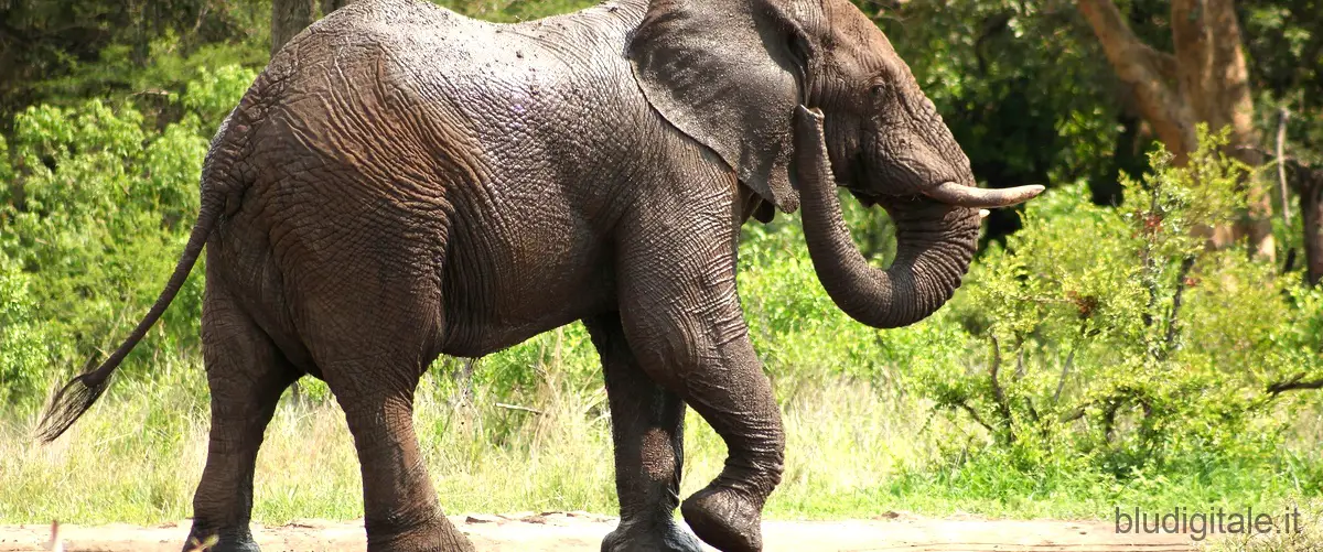 Jumbo, l'elefante del circo: la sua storia raccontata da Akinator