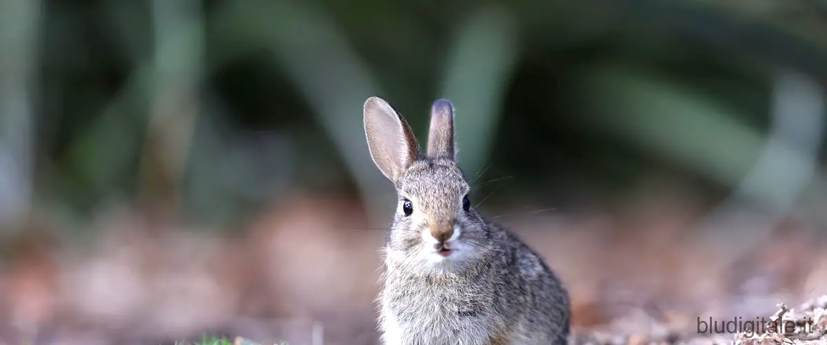 La collina dei conigli: una recensione sulla nuova serie Netflix