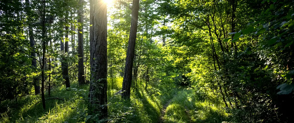 La foresta: un viaggio nella mente oscura dell'essere umano